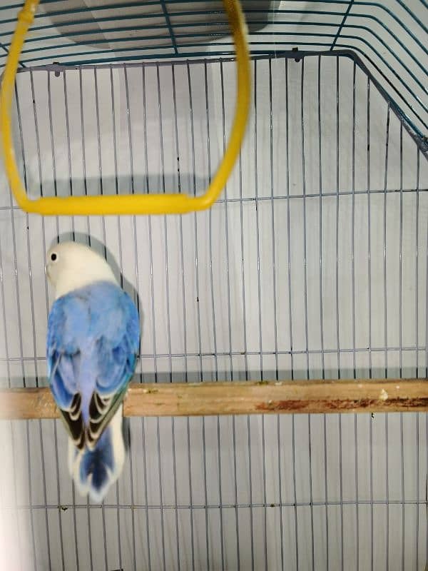 Blue violet opaline split Pale fellow male healthy and active playful 5