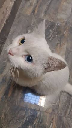 persain cat h female for sale beautiful eyes 03464895730