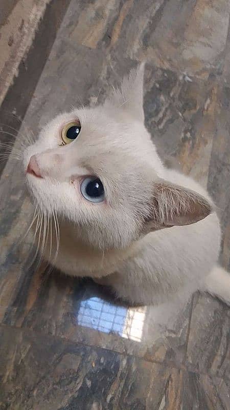 persain cat h female for sale beautiful eyes 03464895730 0