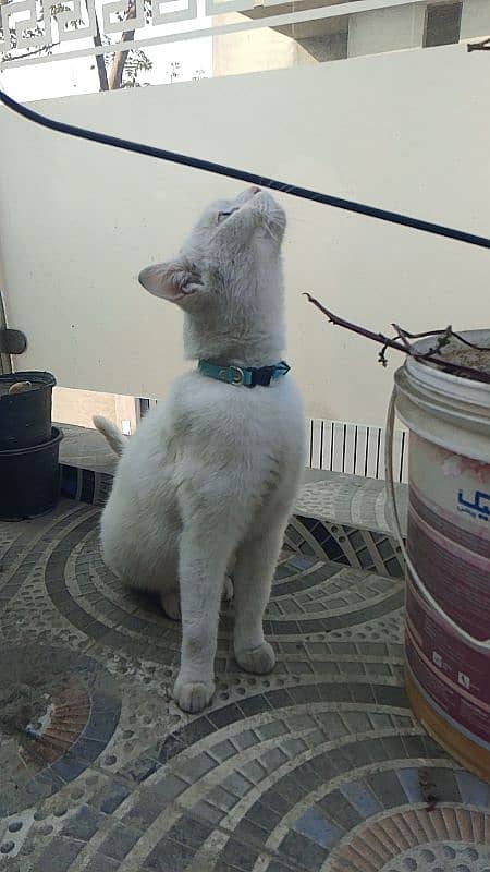 persain cat h female for sale beautiful eyes 03464895730 3