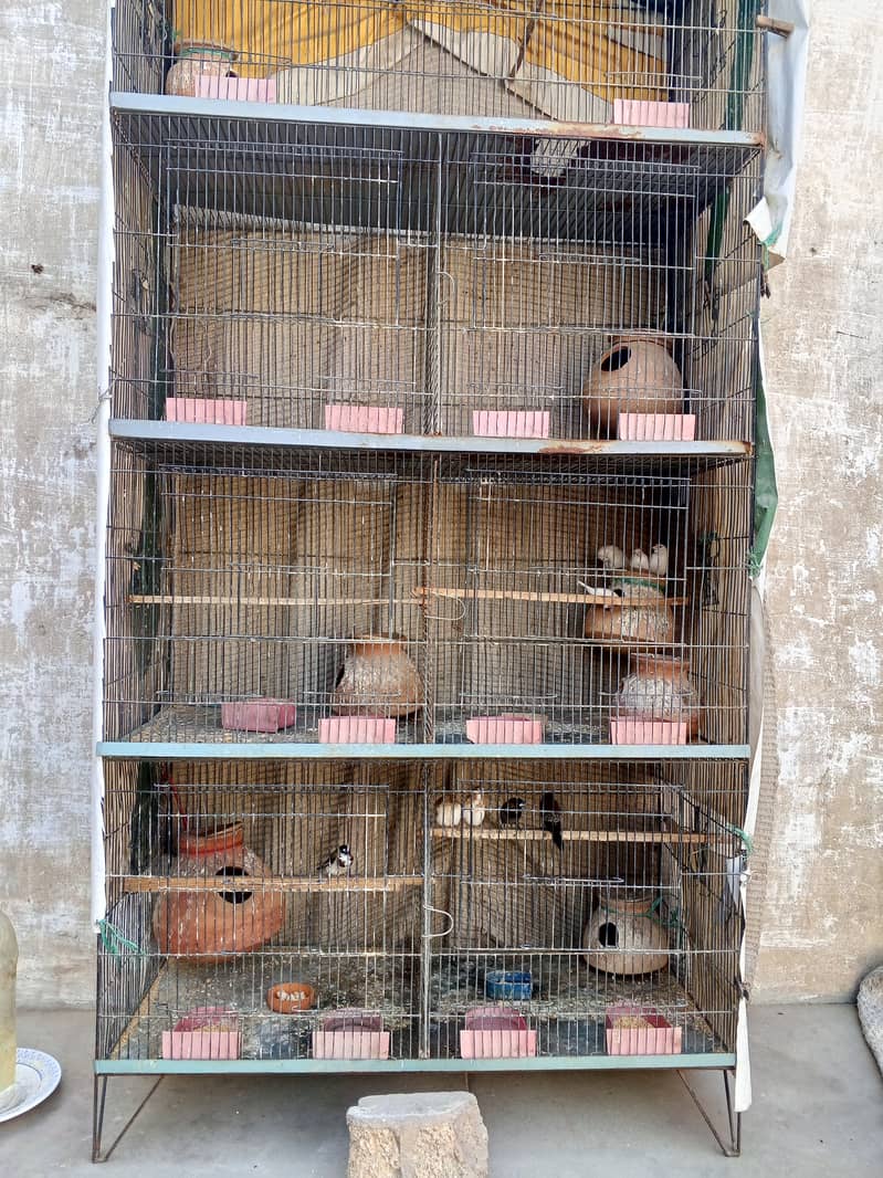 birds cage 2