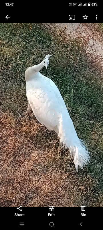 white male blue shoulder female available 0