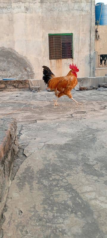 beautiful 1 Hen sale 1