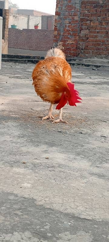 beautiful 1 Hen sale 3