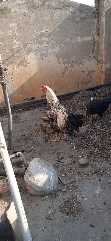 desi hens 1