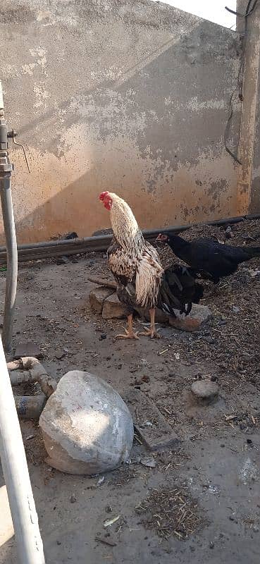 desi hens 2