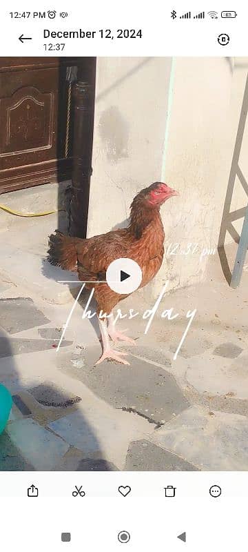 starter murghi for sale Brahma breed eggs available 1