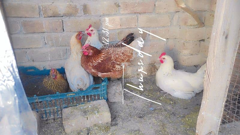 starter murghi for sale Brahma breed eggs available 2