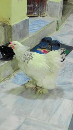 Brahma breed eggs available only eggs