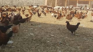 Desi Hens| Desi Murgian | Misri| Pathian | Phatay | مرغیاں