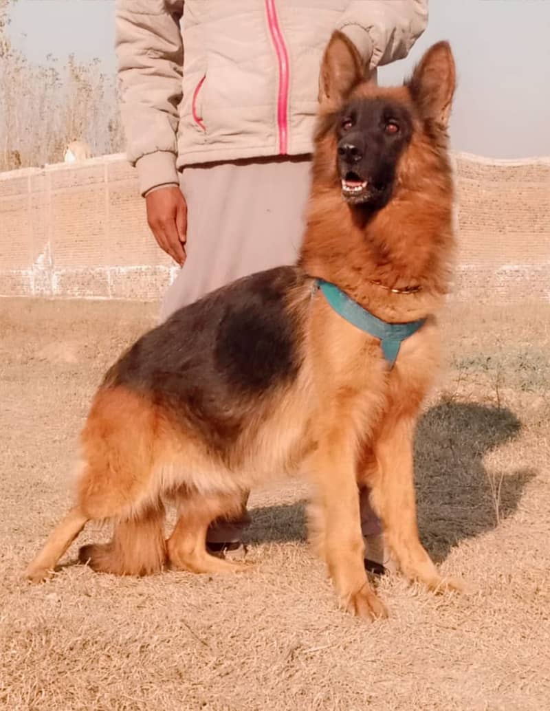 German Shepherd Long Coat Female For Sale 1