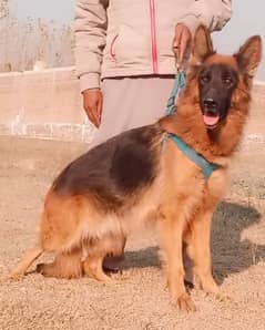 German Shepherd Long Coat Female For Sale