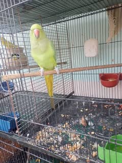 Green ringneck  breeder feamale