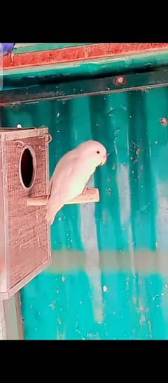 Urgent Sale Love birds breader 6 pieces with Big Flying cage for Sale