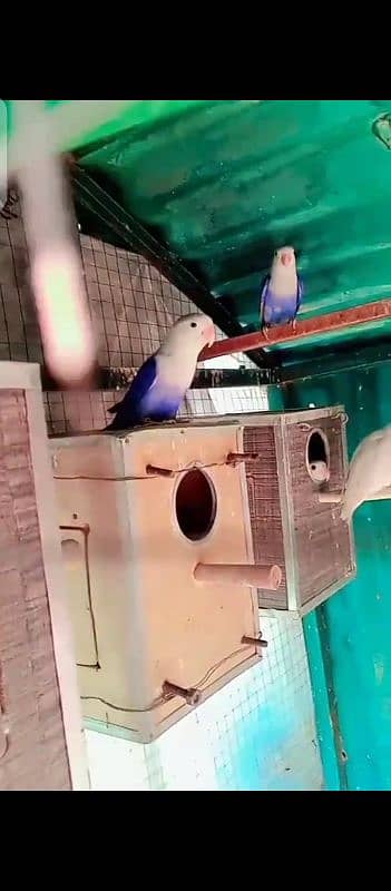 Urgent Sale Love birds breader 6 pieces with Big Flying cage for Sale 1