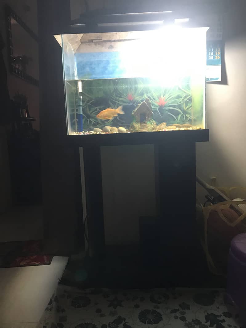 Fish aquarium 2