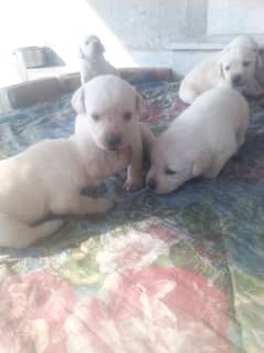 Golden Lab puppies for sale 03335280613