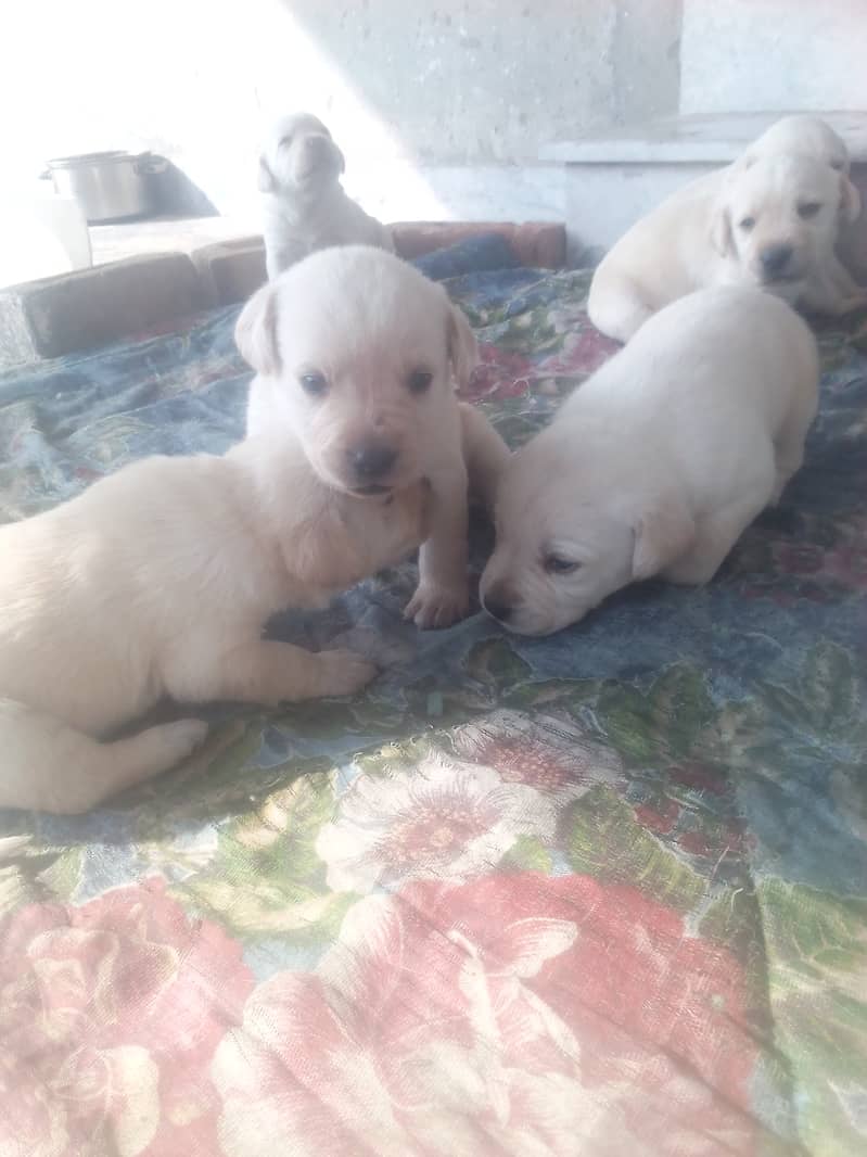 Golden Lab puppies for sale 03335280613 0