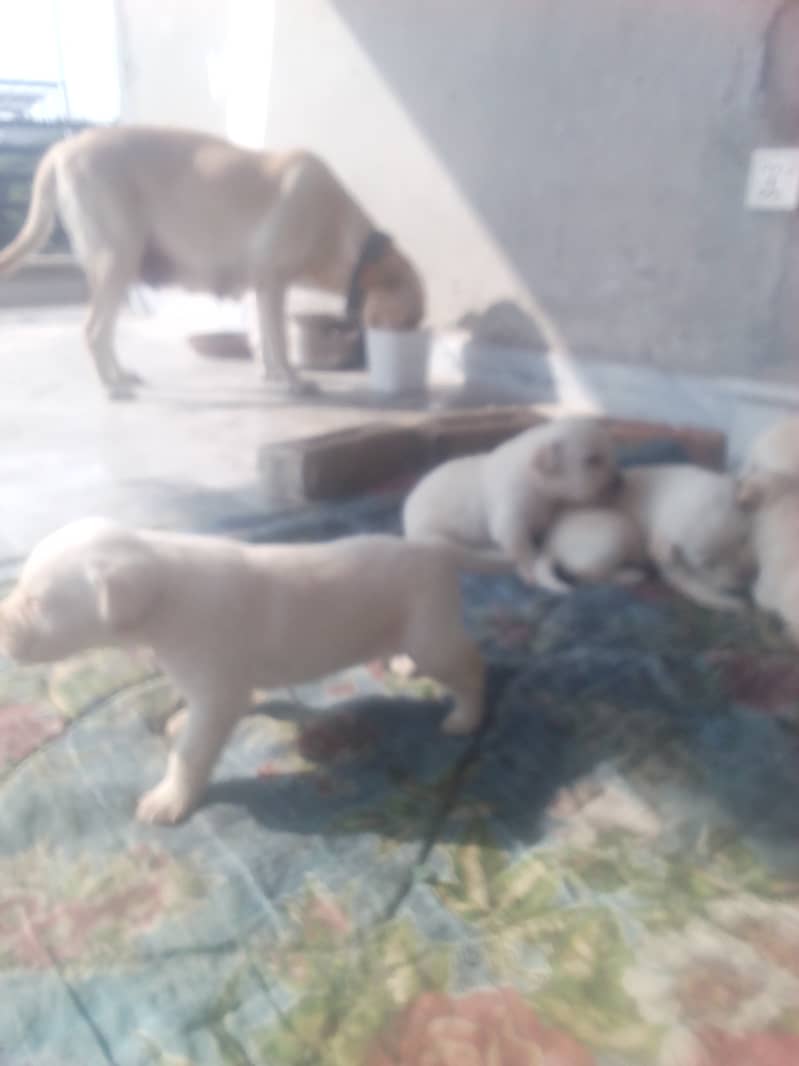 Golden Lab puppies for sale 03335280613 1