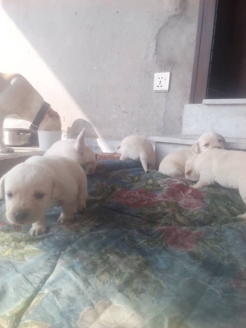 Golden Lab puppies for sale 03335280613 2