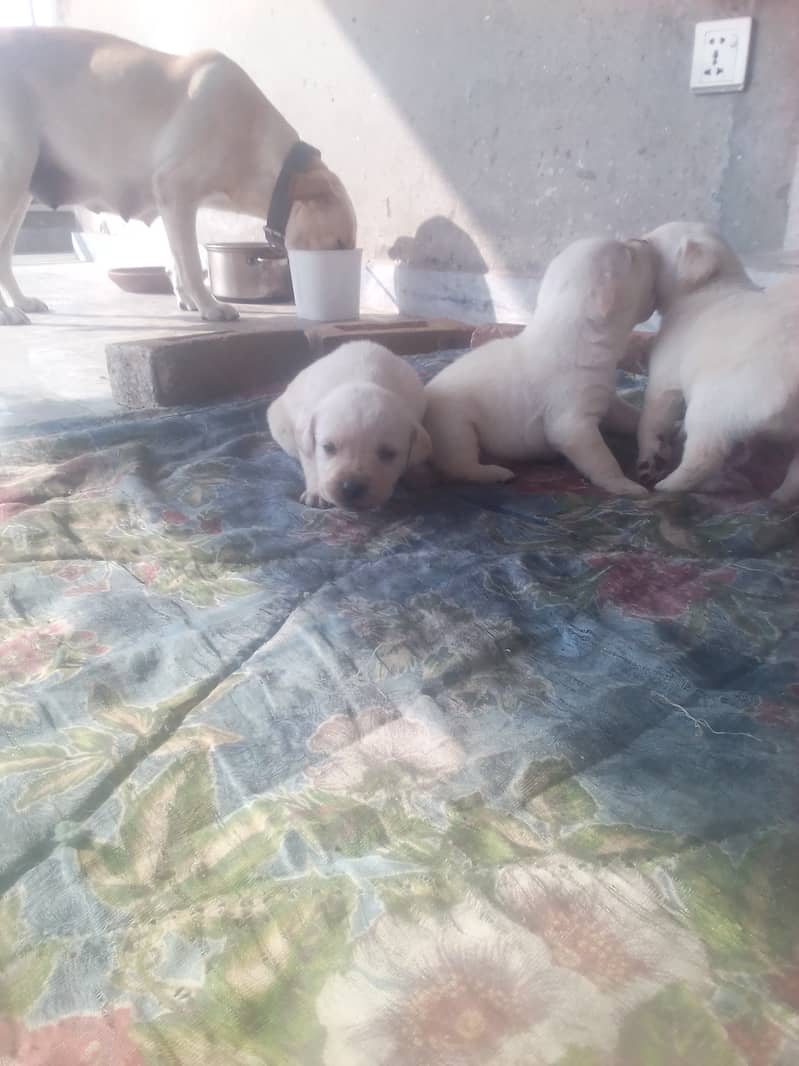 Golden Lab puppies for sale 03335280613 3