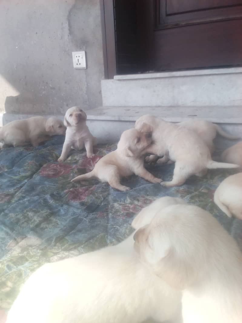 Golden Lab puppies for sale 03335280613 4