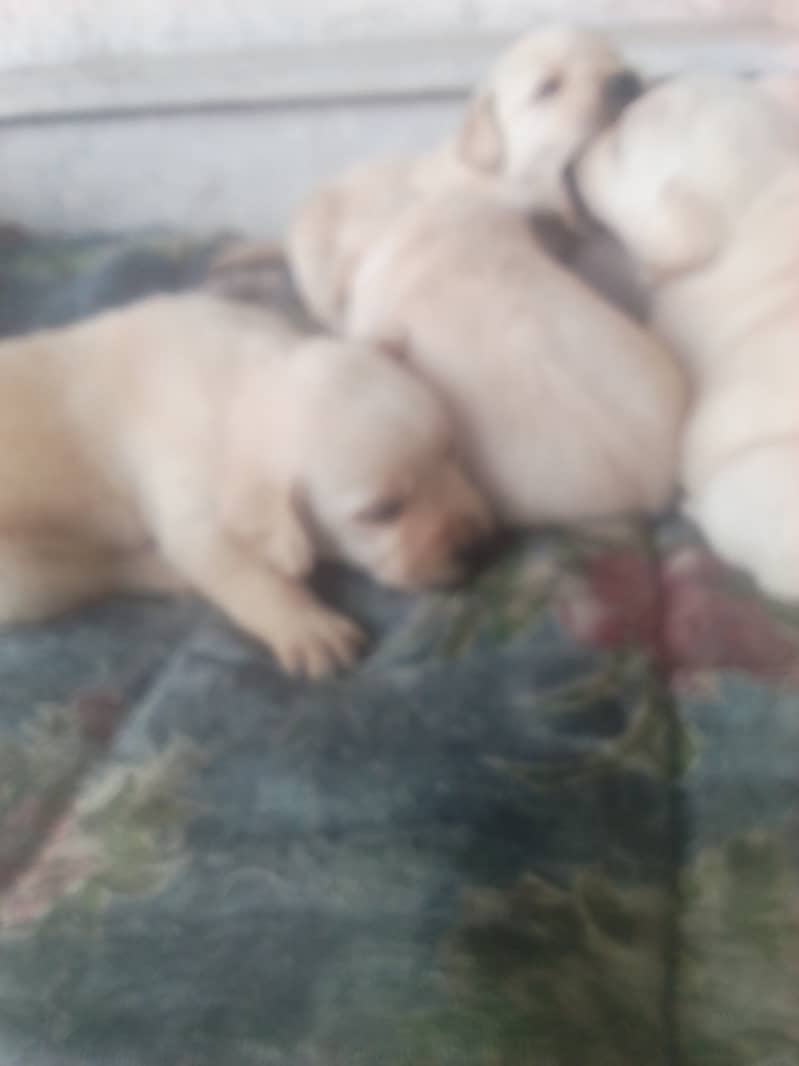 Golden Lab puppies for sale 03335280613 5