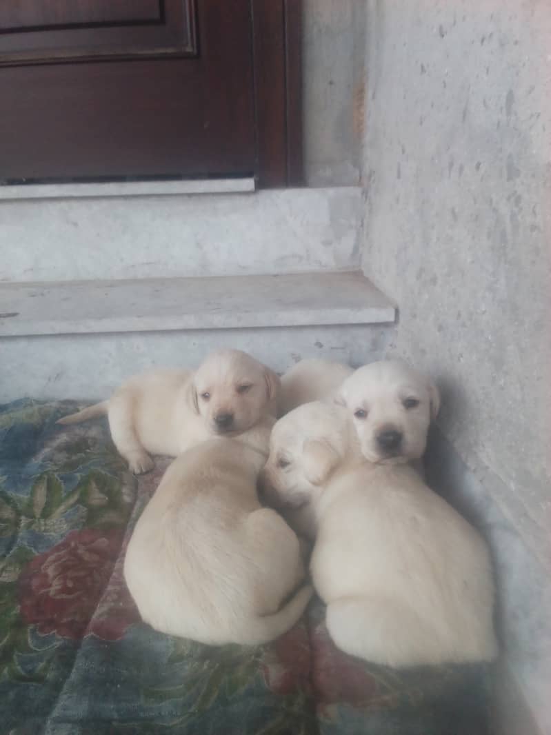 Golden Lab puppies for sale 03335280613 6