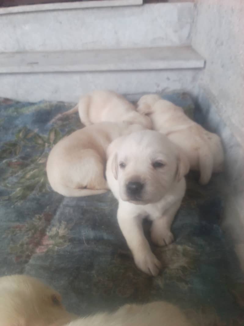 Golden Lab puppies for sale 03335280613 7