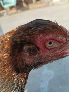 Mia wali aseel hen for sale breeder