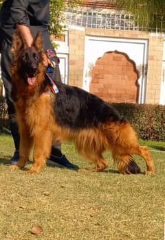 German shepherd confirm breeder long coat female 18 month age for sale