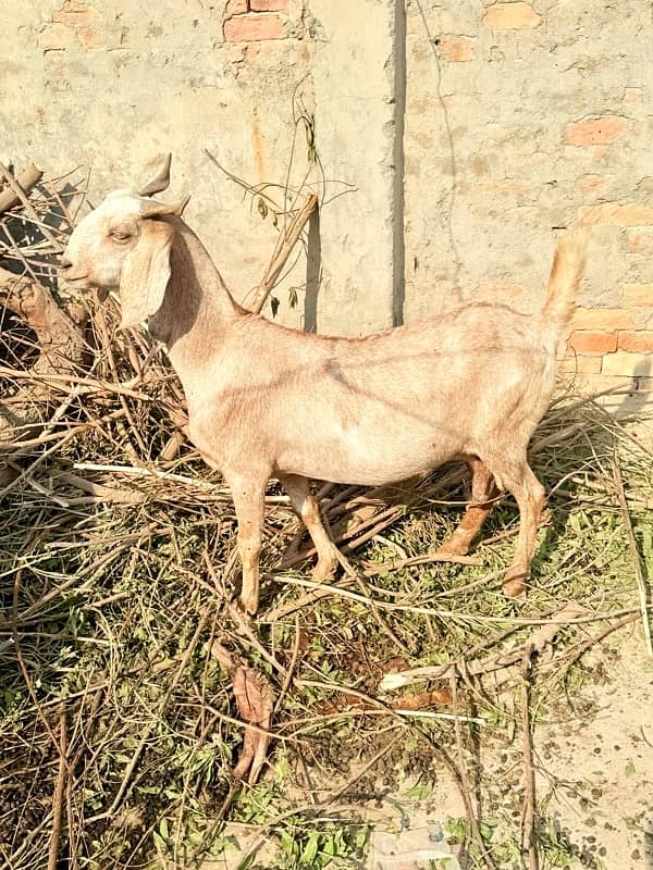 Desi pragnent Goat 2 adad or 1 bakra For Sale 0