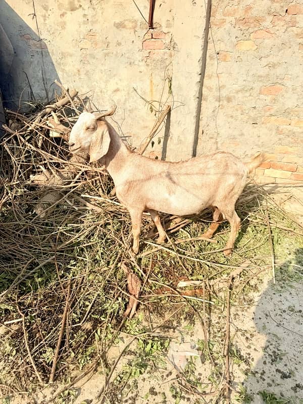 Desi pragnent Goat 2 adad or 1 bakra For Sale 1