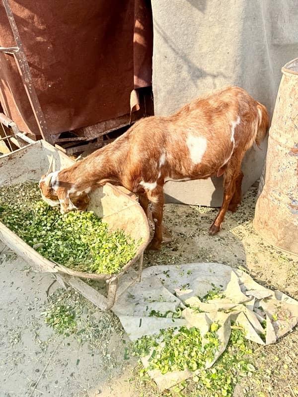 Desi pragnent Goat 2 adad or 1 bakra For Sale 2