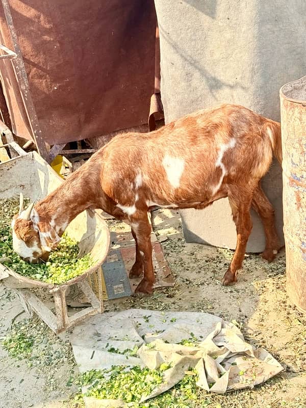 Desi pragnent Goat 2 adad or 1 bakra For Sale 3