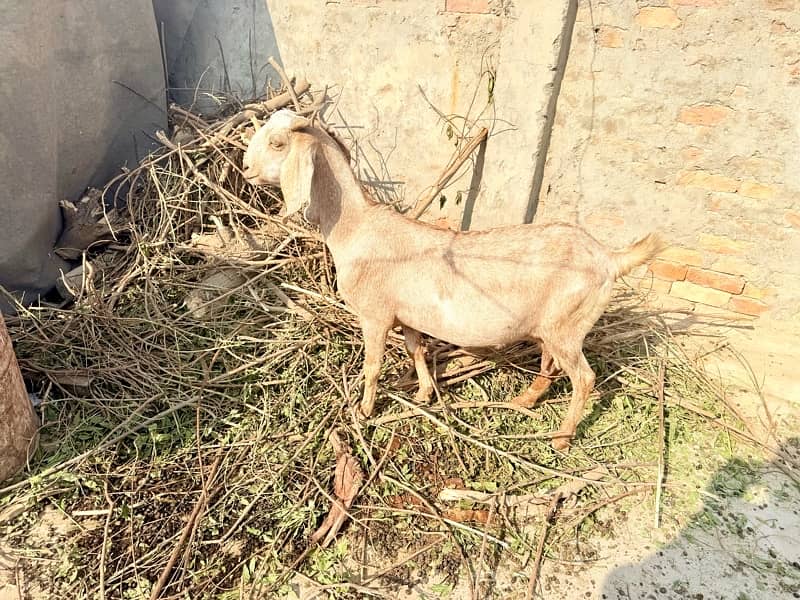 Desi pragnent Goat 2 adad or 1 bakra For Sale 4