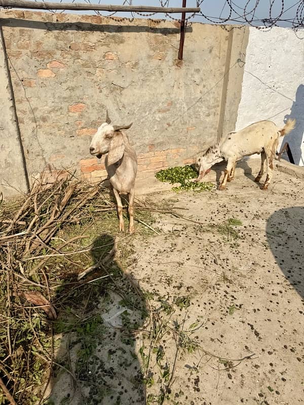 Desi pragnent Goat 2 adad or 1 bakra For Sale 5