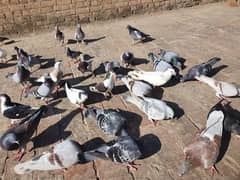 pigeons for sell