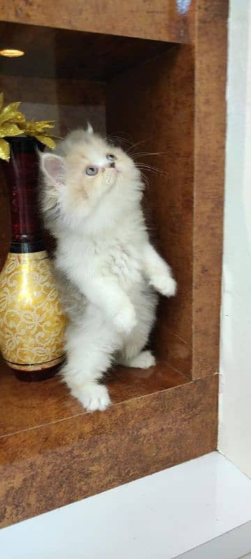 Persian kittens Available Whatsapp number 03251905001 2