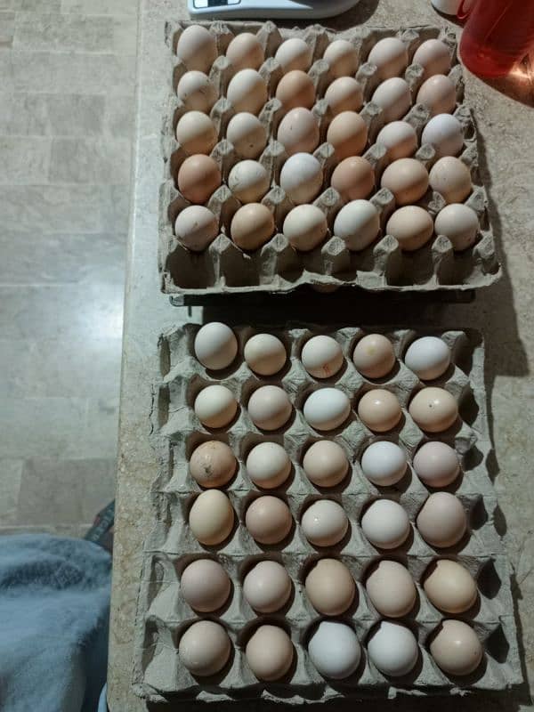 desi eggs 4