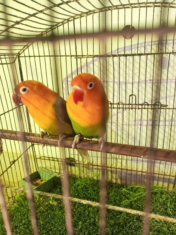 love bird 0