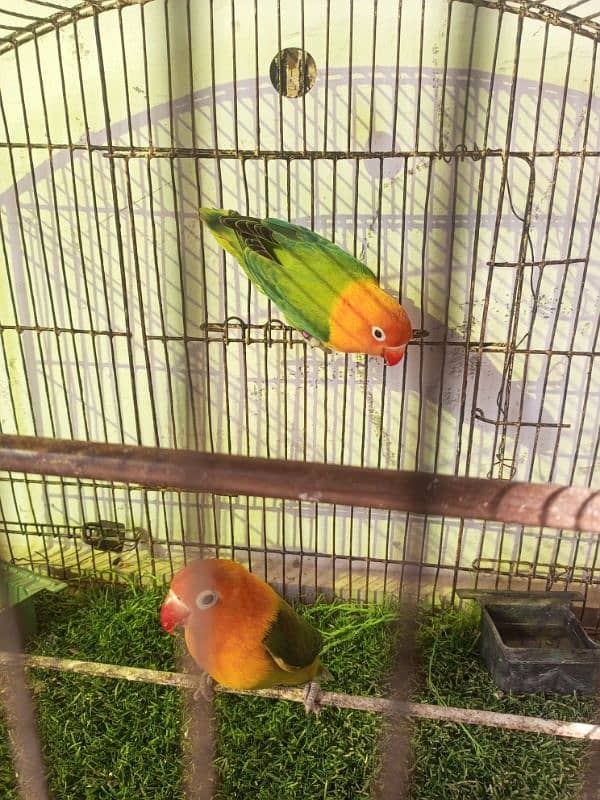 love bird 2