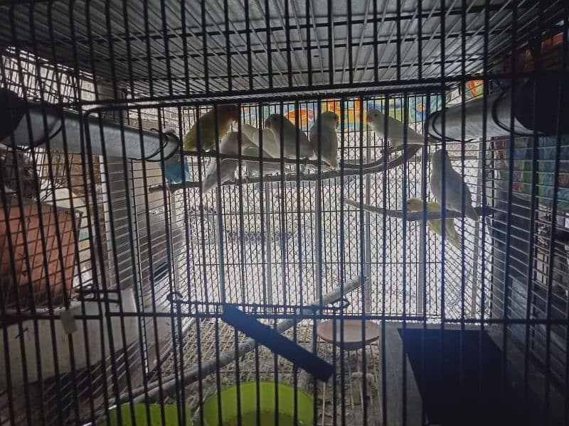 parrots for sale 0