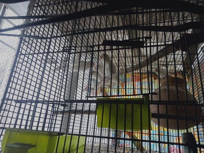 parrots for sale 2