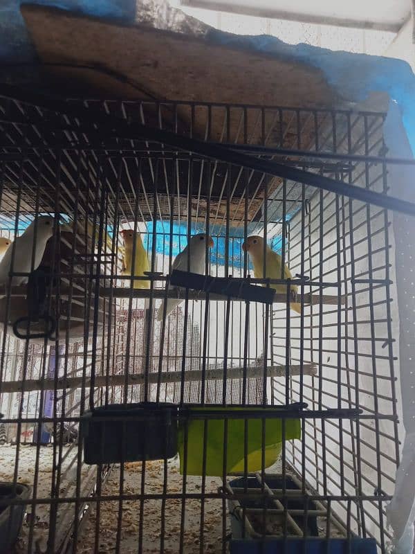 parrots for sale 3