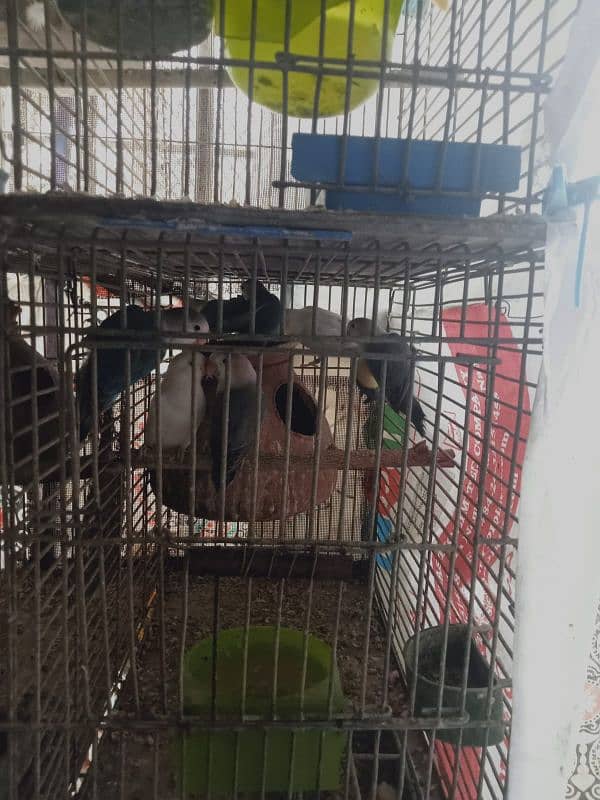 parrots for sale 5