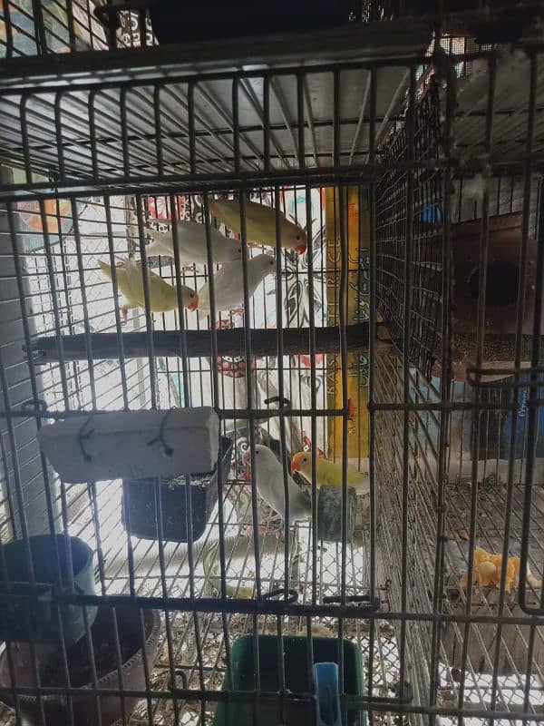 parrots for sale 6