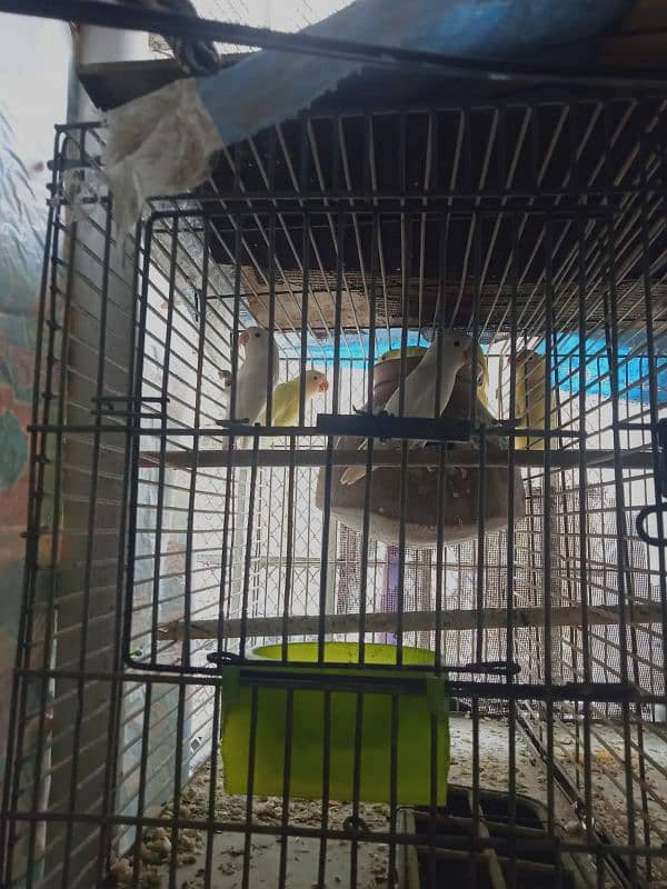 parrots for sale 7