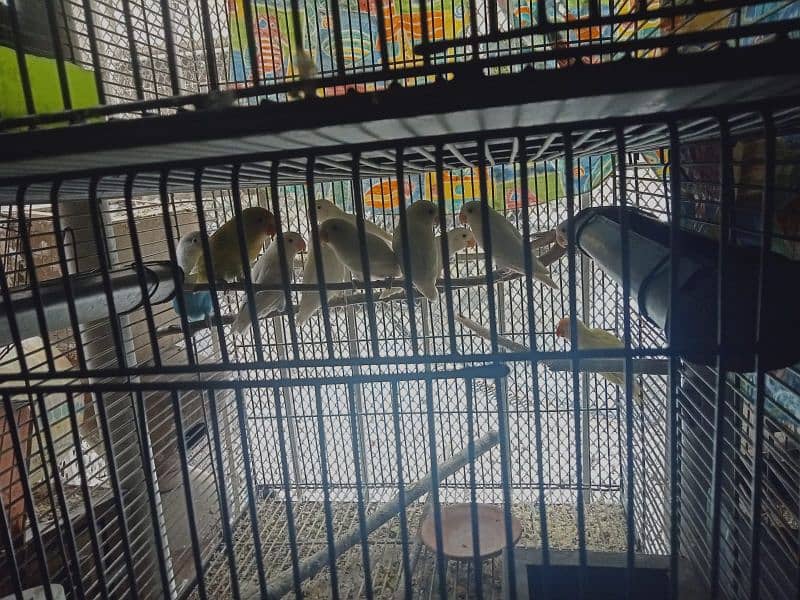 parrots for sale 8