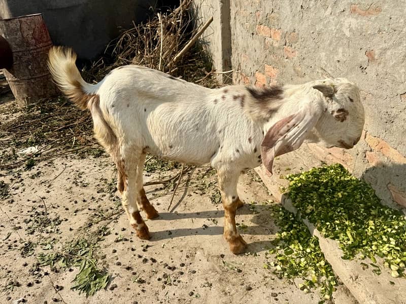 Desi pragnent Goat 2 adad or 1 bakra For Sale 6